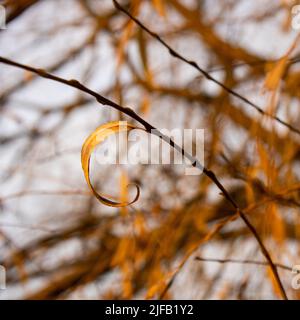 Foglia arricciata gialla Foto Stock