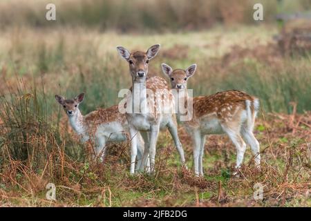 3 bei cervi giovani nella luce autunnale di prima mattina al Bradgate Park, Leicestershire Foto Stock