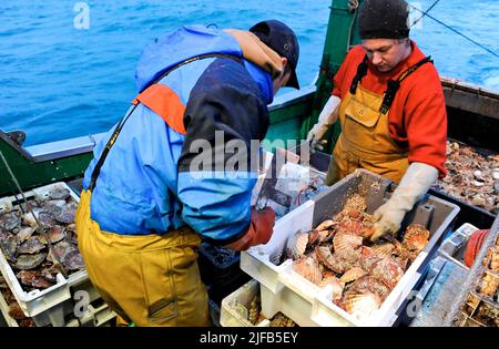 Francia, Calvados, pesca a strascico per capesante nella baia della Senna al largo di Port-en-Bessin, cernita a bordo Foto Stock