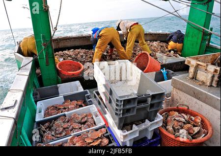 Francia, Calvados, pesca di capesante nella baia della Senna su un peschereccio da traino nel porto di Port-en-Bessin Foto Stock