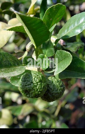 Francia, Var, la Londe les Maures, Domaine du Jasson, agrume, kaffir lime (Histrix di agrumi) Foto Stock