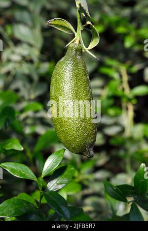 Francia, Var, la Londe les Maures, Domaine du Jasson, agrumicoltura, calce australiana o calce caviale (agrumi australasica) Foto Stock