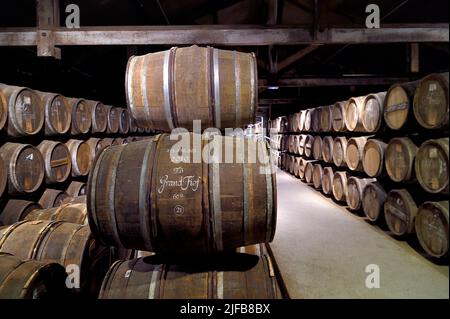 Francia, Charente, Cognac, botti immagazzinate in Hennessy cognac Casa di invecchiamento cantine Foto Stock