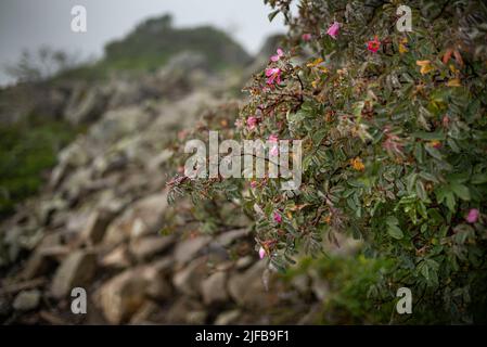 Francia, Hautes Pyrenees, Parco nazionale dei Pirenei, Luz Saint Sauveur valli, Gedre, Pyrénées-Mont Perdu elencati come Patrimonio Mondiale dell'UNESCO, Cirque d'Estaube, rosa rossa (rosa glauca), Foto Stock