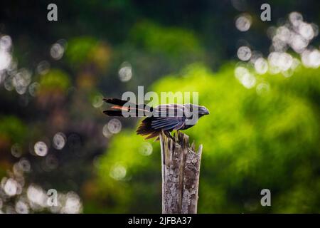 Francia, Guyana francese, Parco Amazzonico, zona cuore, Camopi, Uccello, liscio-baccato Ani (Crotophaga ani) Foto Stock