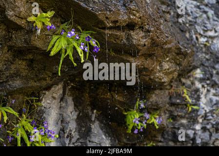 Francia, Hautes Pyrenees, Parco nazionale dei Pirenei, Luz Saint Sauveur valli, Gavarnie, erba a foglie lunghe (Pinguicula longifolia) Foto Stock