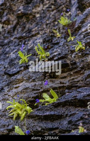 Francia, Hautes Pyrenees, Parco nazionale dei Pirenei, Luz Saint Sauveur valli, Gavarnie, erba a foglie lunghe (Pinguicula longifolia) Foto Stock