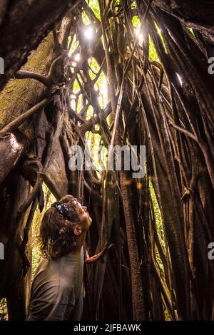 Francia, Guyana francese, Parco Amazzonico, zona cuore, Saül, Strangler albero di fichi nel sottobosco amazzonico sul sentiero escursionistico Roche Bateau Foto Stock