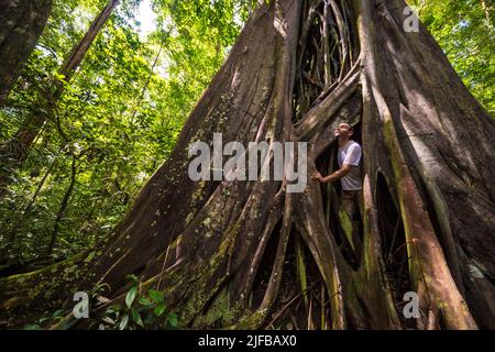 Francia, Guyana francese, Parco Amazzonico, zona cuore, Saül, Strangler albero di fichi nel sottobosco amazzonico sul sentiero escursionistico Roche Bateau Foto Stock