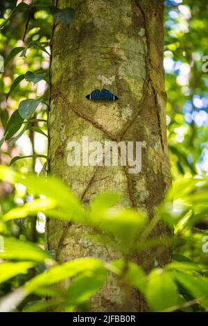 Francia, Guyana francese, Parco Amazzonico, zona cuore, Saül, Farfalla (Hamadryas spp) nella sottobosco amazzonica Foto Stock