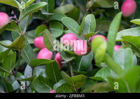 Primo piano di carissa carandas frutta all'interno di una fattoria agricola Foto Stock