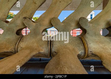 Norvegia, Contea di Rogaland, Stavanger, Museo di Storia Naturale, dettaglio delle vertebre di uno scheletro di balena (Balaenoptera physalus) Foto Stock