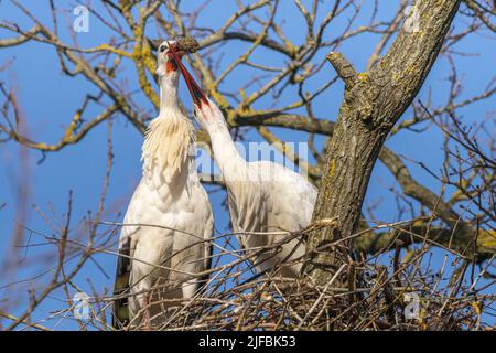 Francia, Somme, Baie de Somme, basse vallée de la Somme, Boismont, nidificazione di cicogne bianche (Ciconia ciconia) in primavera. Una coppia inizia a nidificare su un nido esistente. Uno dei partner riporta materiali (piante, rami, fango) per continuare a costruire il nido, è accolto dall'altro partner e organizzano il nido collocando i rami correttamente. Foto Stock