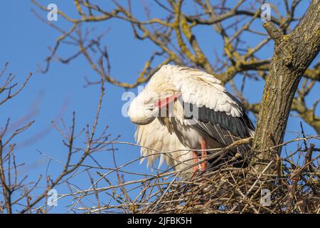 Francia, Somme, Baie de Somme, basse vallée de la Somme, Boismont, nidificazione di cicogne bianche (Ciconia ciconia - cicogna bianca) in primavera. Una coppia inizia a nidificare su un nido esistente. Scena grooming. Foto Stock