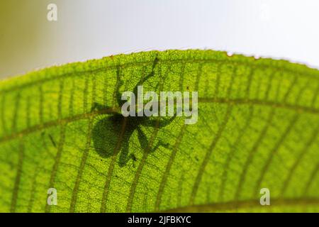 Madagascar, regione orientale, Parco Nazionale Andasibé, Giraffe weevil (Trachelophorus giraffa) Foto Stock