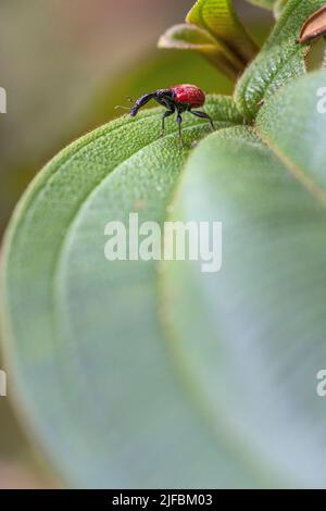 Madagascar, regione orientale, Parco Nazionale Andasibé, Giraffe weevil (Trachelophorus giraffa) Foto Stock