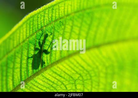 Madagascar, regione orientale, Parco Nazionale Andasibé, Giraffe weevil (Trachelophorus giraffa) Foto Stock