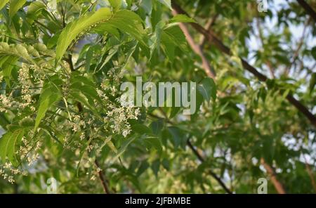 Un'immagine closeup dei fiori di Neem con le foglie di Neem sullo sfondo. Usato per il festival indù di Capodanno Ugadi o Yugadi in India del Sud Foto Stock