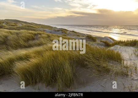 Francia, Somme, Fort-Mahon, le dune di Marquenterre tra Fort-Mahon e la Baie d'Authie al tramonto Foto Stock