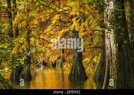 Francia, Isère, Saint-Baudille-de-la-Tour, stagno Billieu, cipresso calve foresta (Taxodium distichum) Foto Stock