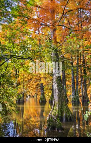 Francia, Isère, Saint-Baudille-de-la-Tour, stagno Billieu, cipresso calve foresta (Taxodium distichum) Foto Stock