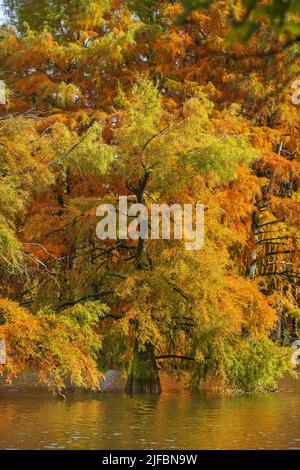 Francia, Isère, Saint-Baudille-de-la-Tour, stagno Billieu, cipresso calve foresta (Taxodium distichum) Foto Stock