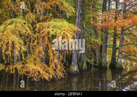 Francia, Isère, Saint-Baudille-de-la-Tour, stagno Billieu, cipresso calve foresta (Taxodium distichum) Foto Stock