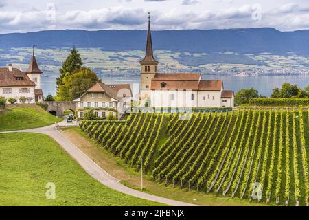 Svizzera, Canton Friburgo, Pays des Trois-Lacs, Riserva Naturale Grande Cariaie sulle rive del Lago di Neuchâtel Foto Stock