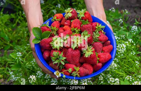 il coltivatore sta tenendo una ciotola di fragole appena selezionate. fuoco selettivo Foto Stock