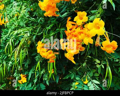 Fiori di campana gialli, Tecoma stans Foto Stock