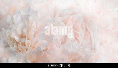 Sfondo di peonia bianco e rosa pallido, struttura di peonie closeup Foto Stock