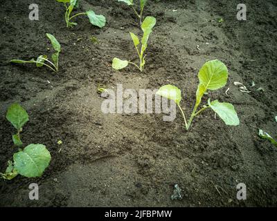 Piantine di cavolo bianco Brassica oleracea var. Capitata L. ortaggi da coltivazione. Foto Stock