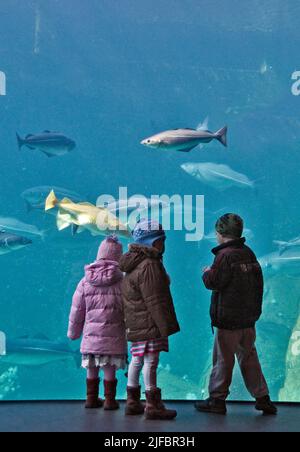 I bambini a guardare le enormi di acqua fredda acquario marino a Atlanterhavsparken in Aalesund, a nord-ovest della Norvegia Foto Stock