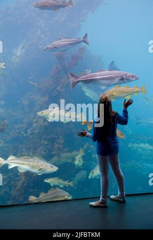 La gente guarda l'enorme acquario marino di acqua fredda a Atlanterhavsparken ad Aalesund, Norvegia nord-occidentale Foto Stock