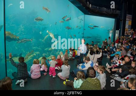 La gente guarda l'enorme acquario marino di acqua fredda a Atlanterhavsparken ad Aalesund, Norvegia nord-occidentale Foto Stock