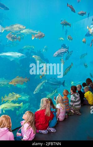 I bambini guardano l'enorme acquario marino di acqua fredda ad Atlanterhavsparken ad Aalesund, Norvegia nord-occidentale Foto Stock