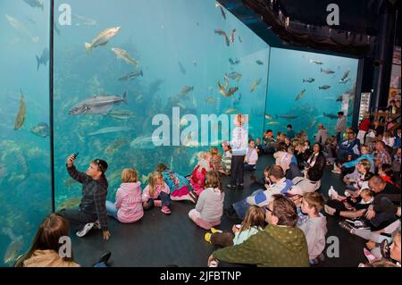 La gente guarda l'enorme acquario marino di acqua fredda a Atlanterhavsparken ad Aalesund, Norvegia nord-occidentale Foto Stock