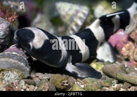 Giovane squalo gatto a bande, punctatum Chiloscillium. Foto Stock