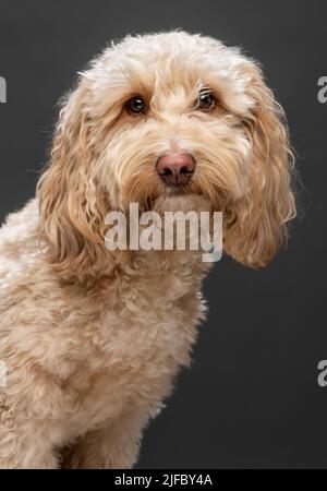 Ritratto studio testa e spalle di un cane Cockapoo color albicocca Foto Stock