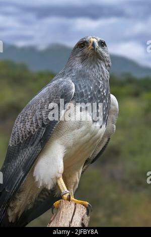 Buzzard-aquila occidentale a briciola nera / buzzard-aquila nera / buzzard-aquila grigia / aquila blu cilena (Geranoaetus melanoleucus) originaria del Sud America Foto Stock