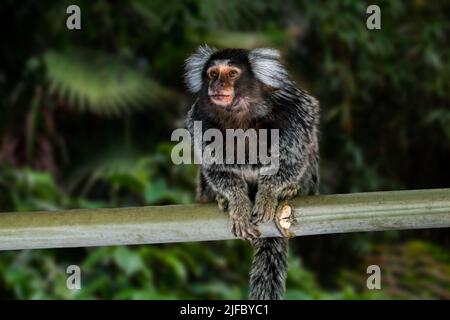 Marmoset comune / marmoset bianco-tufted / marmoset bianco-tufted-orecchio (Callithrix jacchus) nella foresta, scimmia del nuovo mondo nativo del Brasile Foto Stock