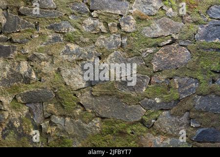 sezione di una parete di pietra costruita con cemento e coperta di muschio verde, primo piano di conservazione sfondo muro astratto Foto Stock