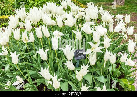 Tulipani bianchi Johan Cruyff in un giardino pubblico di Stoccolma, Svezia Foto Stock