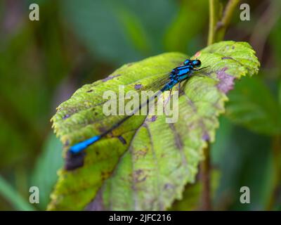 Macro fotografia di una damselfy dalla coda blu seduta su una foglia di ontano, catturata in una foresta vicino alla città di Arcabuco nella Colombia centrale. Foto Stock