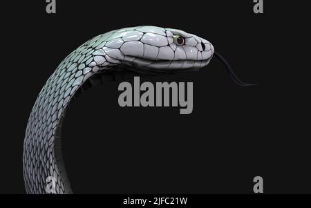 3D Illustrazione del serpente Albino re cobra isolato su sfondo nero, serpente bianco cobra con percorso di ritaglio. Foto Stock