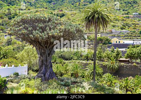 Drago Milenario, Tenerife, Spagna, Europa Foto Stock