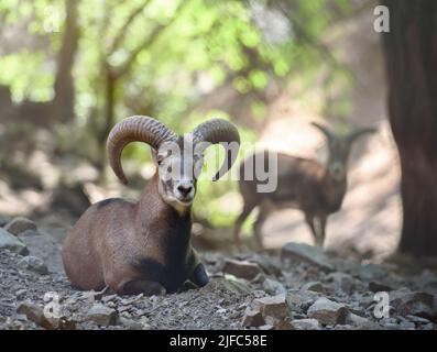 Ritratto animale di mouflon cipriota selvaggio in habitat naturale. Troodos montagne, Cipro Foto Stock