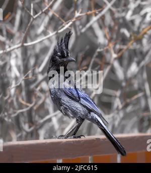 Stellar's Jay arroccato su una fence in Colorado Foto Stock