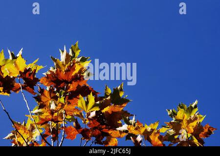 Un colpo basso-angolo di foglie rossastre e giallastre di un albero contro il cielo blu in autunno Foto Stock