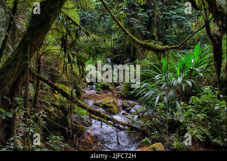 La foresta pluviale e un piccolo ruscello nel Parco Nazionale impenetrabile di Biwindi, Uganda. Foto Stock